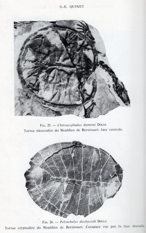 tortues berni079.jpg