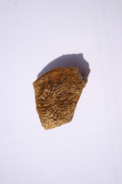fossile bugarach corail ou eponge 001.JPG