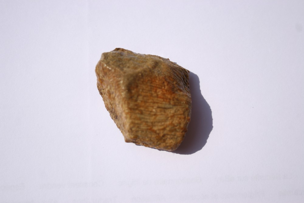 fossile bugarach corail ou eponge 002.JPG