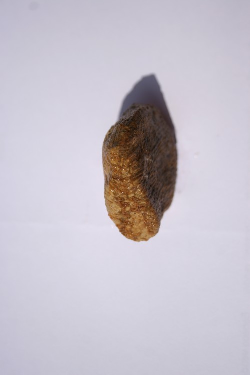 fossile bugarach corail ou eponge 006.JPG