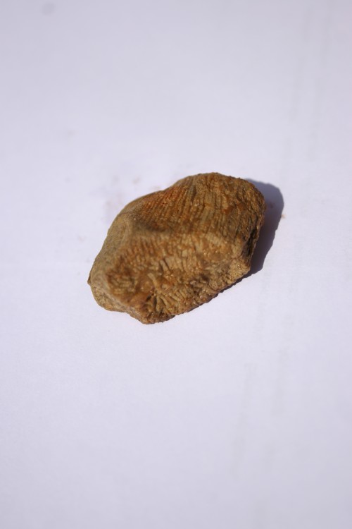 fossile bugarach corail ou eponge 007.JPG