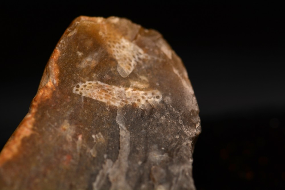 DSC_1221-12 fossile gravier.jpg