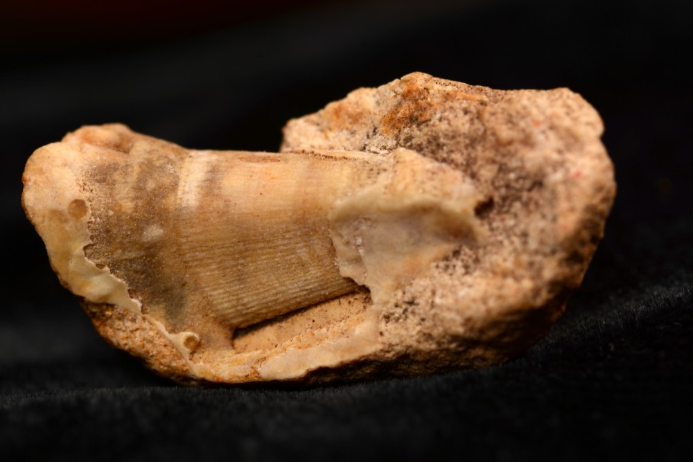DSC_1222-12 dent fossile.jpg