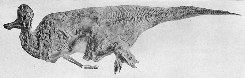 CorythosaurusMummy.jpg