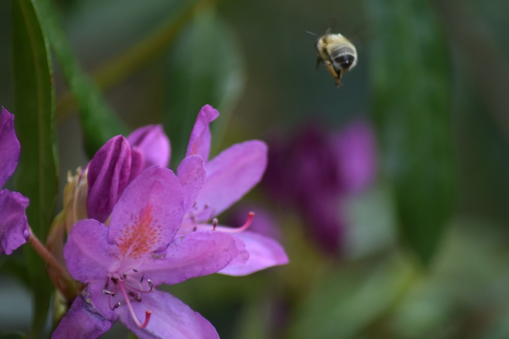 DSC_2253.JPG