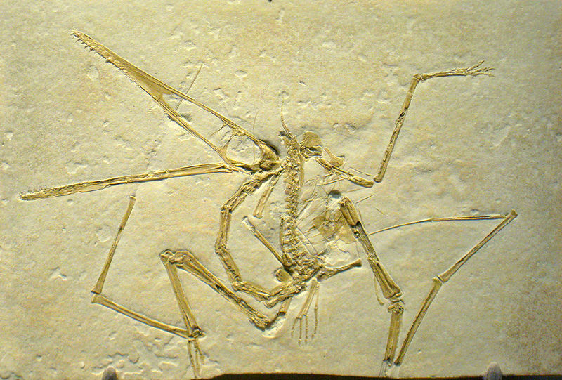 Pterodactylus_antiquus_-_IMG_0681.jpg