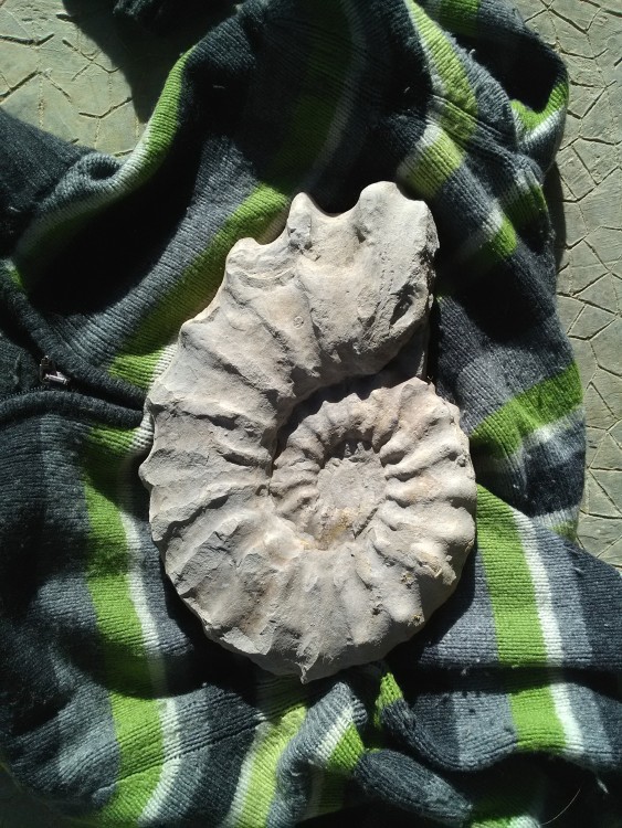 ammonite2.jpg