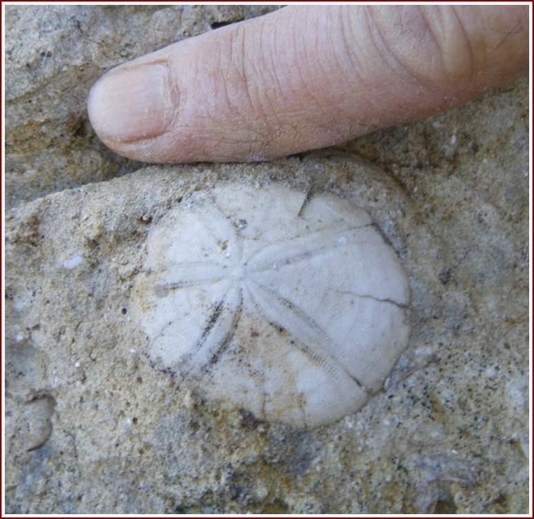 fossiles_calcaire_ditrupa1.jpg