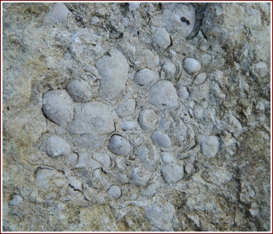 fossiles_calcaire_ditrupa7.jpg