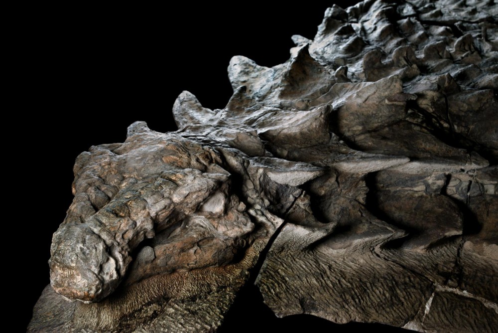 nodosaure-dinosaure-fossile.jpg