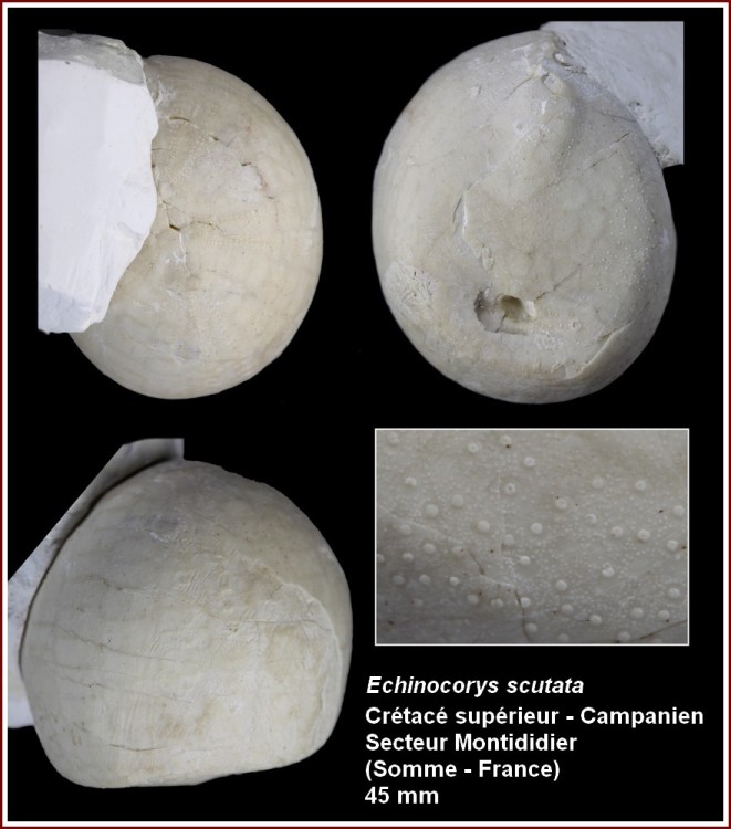 pl_echinochorys.jpg