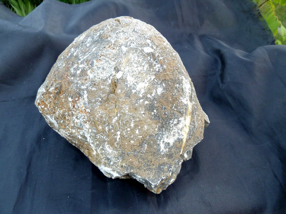 Fossile Chateaupanne 28-05-2017  (5).JPG