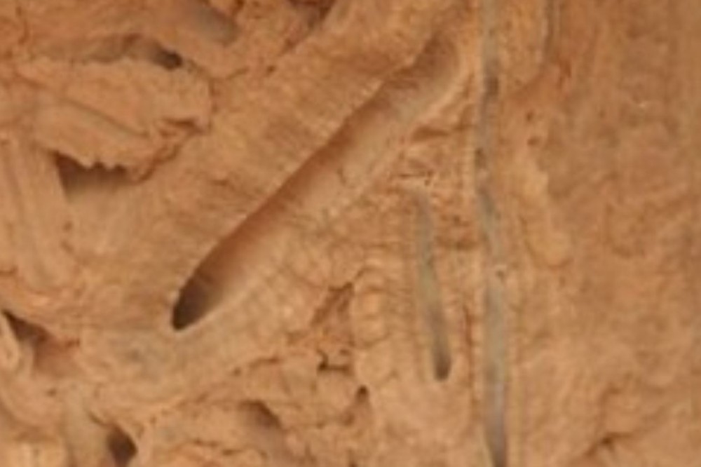 593b0934159bc_RootsicleLatruf.thumb.JPG.0a534662686d30c8b7944590051fd30a.JPG