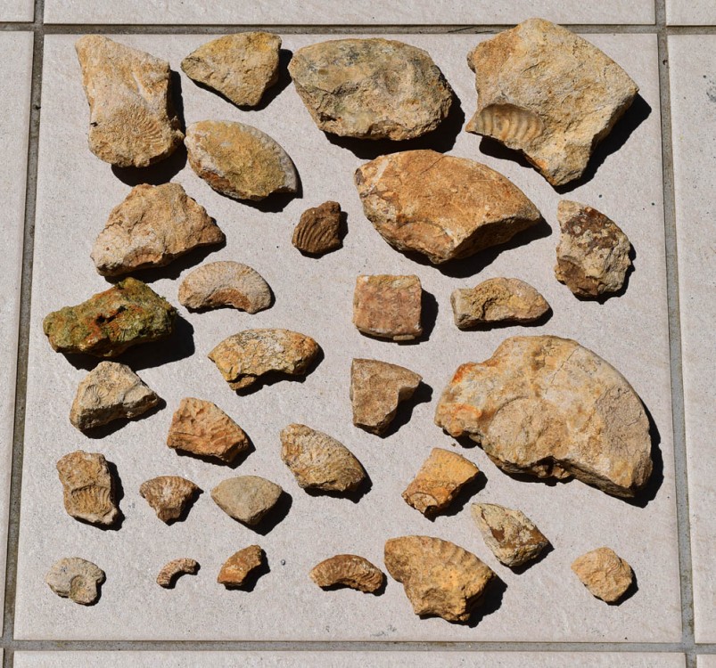 ammonites fragments divers.jpg