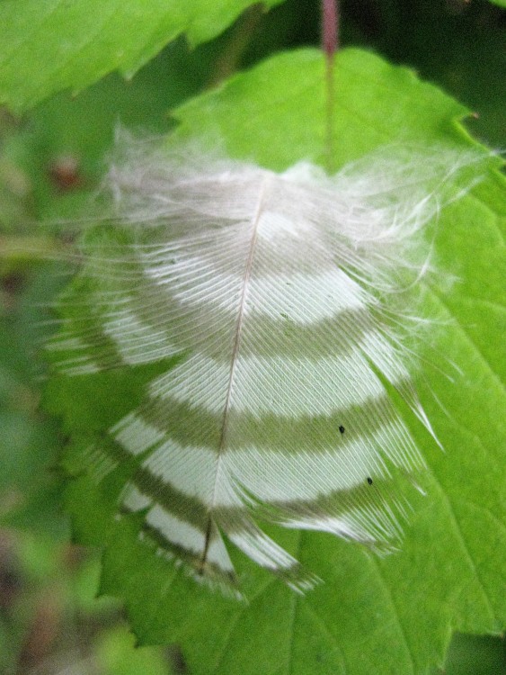 plume d Epervier d Europe.JPG