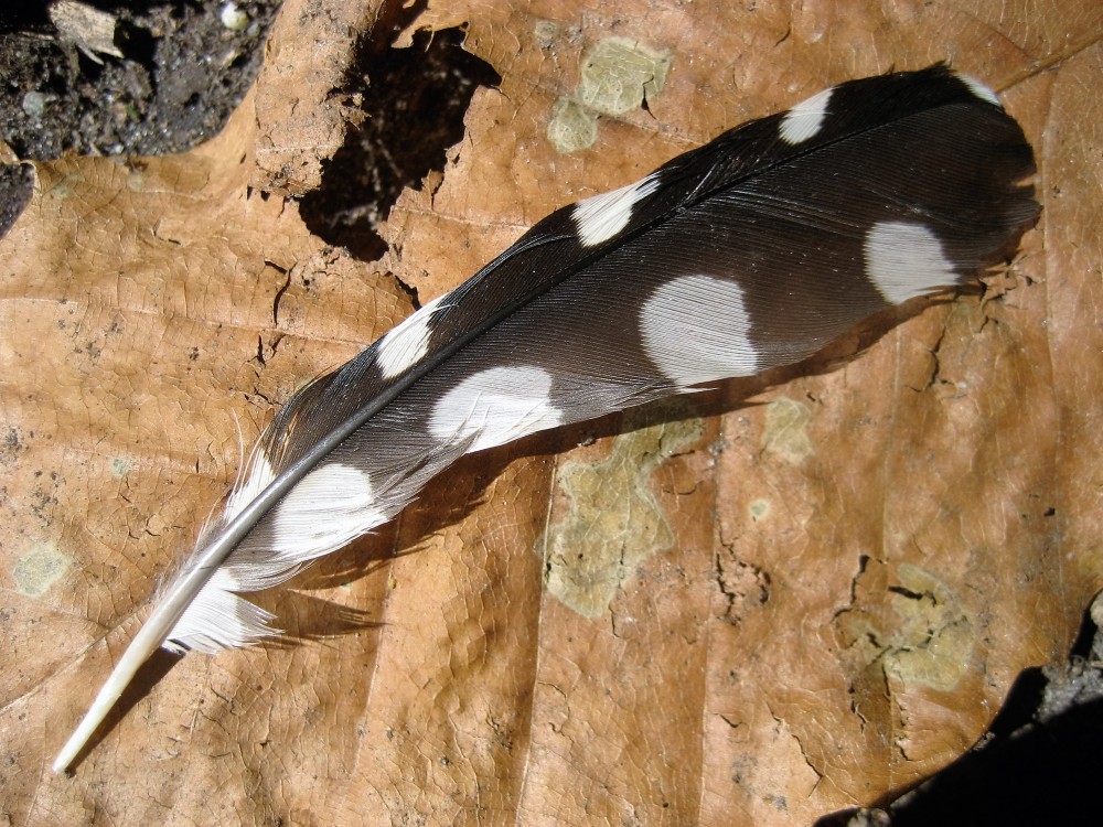 plume de Pic épeiche.JPG