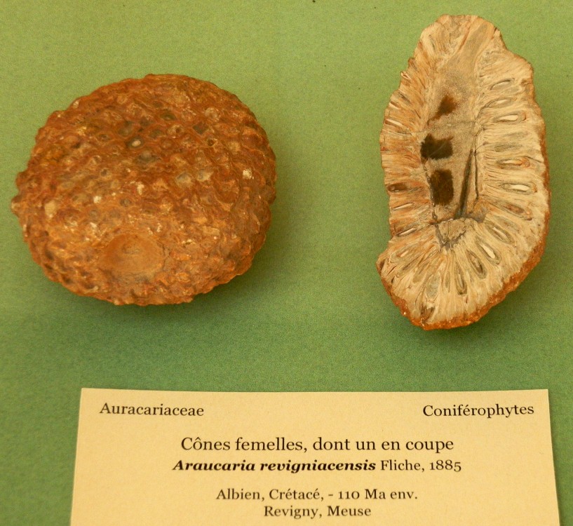 Araucaria revigniacencis, Albien, Crétacé, Revigny (Meuse).JPG