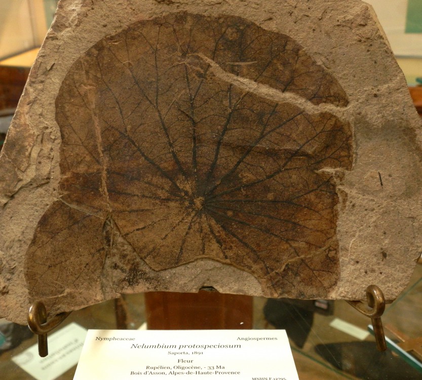 Nelumbium protospeciosum, Rupélien, Oligocène, Bois d'Asson (Alpes de Haute Provence).JPG