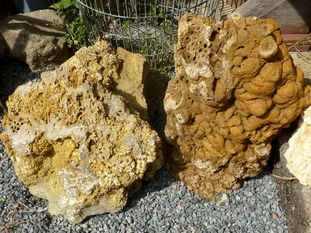 59594069ac066_Stromatolites0.JPG.ed4e357c91e1dc6b75f6018d940a24d0.JPG