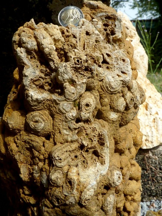 595940702bd51_Stromatolites4.thumb.JPG.596f071069fbaa0a2cb1f507fae47177.JPG