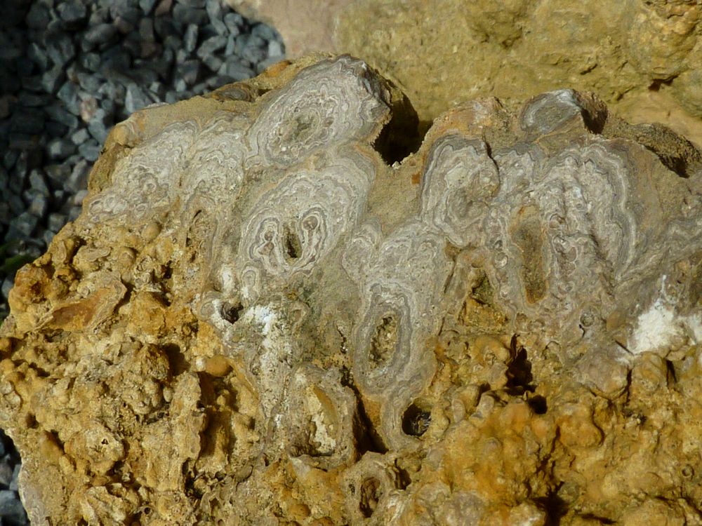 5959407bec64f_Stromatolites7.JPG.a1ed1405cc1aef87b6789df87c39270d.JPG