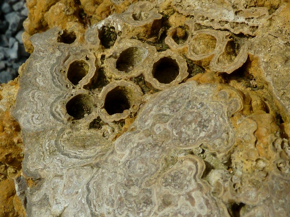 5959408190a54_Stromatolites8.JPG.38bb684ba9cfb894b70703248e373616.JPG