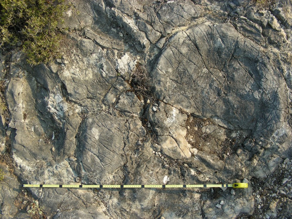 Empreinte main-pied de sauropode, Hettangien, Chaînon de Saint-Chinian, 1.jpg