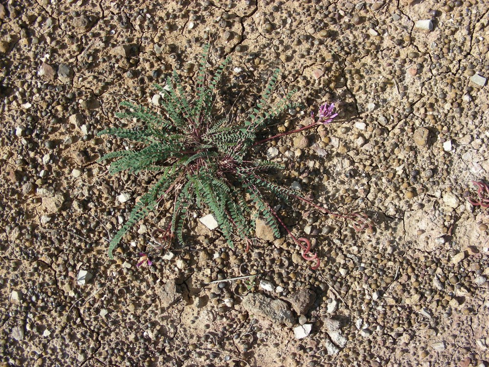Campanien_pisolithes_ferrugineux_libres_surface_1.jpg