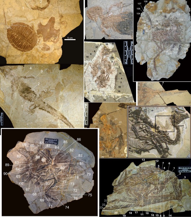 Melanosome_evol-sampledfossils.jpg