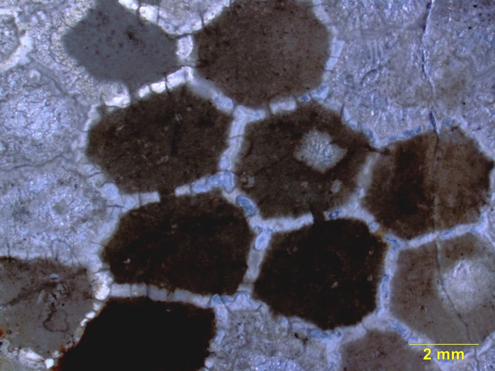 FavositesThinSection.jpg