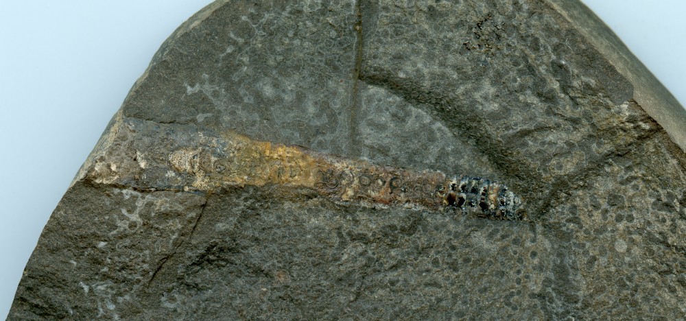 fossile005.jpg