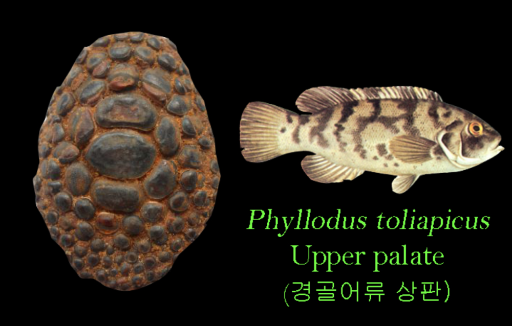 phyllodus.png