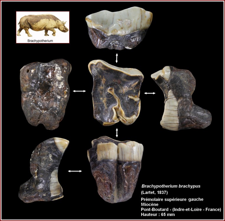 pl_brachypotherium_brachypus3.jpg