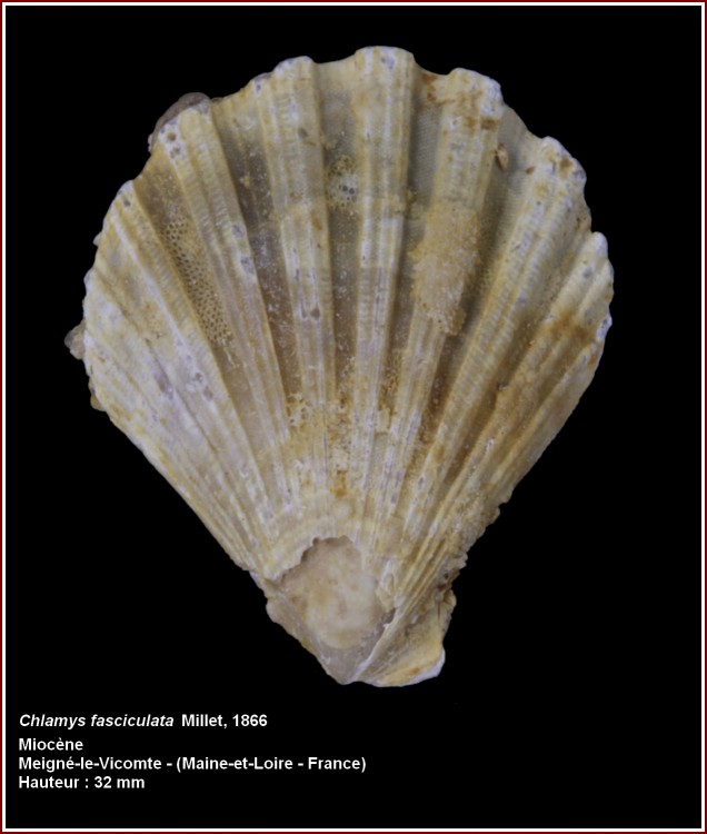 pl_chlamys_fasciculata_meigne.jpg