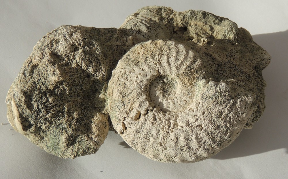 Ammonite préférée.jpg