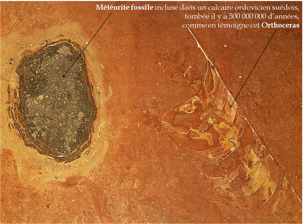 meteorite et fossile.png