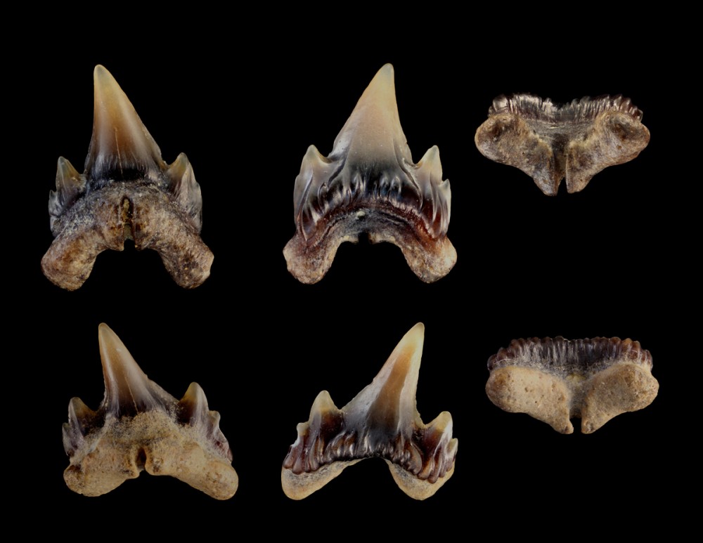 Protoscyliorhinus_4mm_montage.jpg