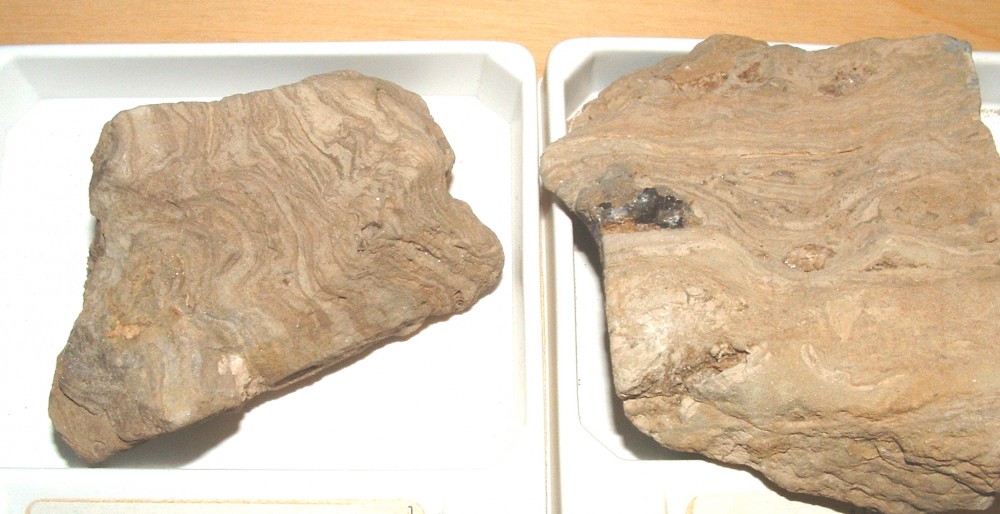 Stromatolites.jpg