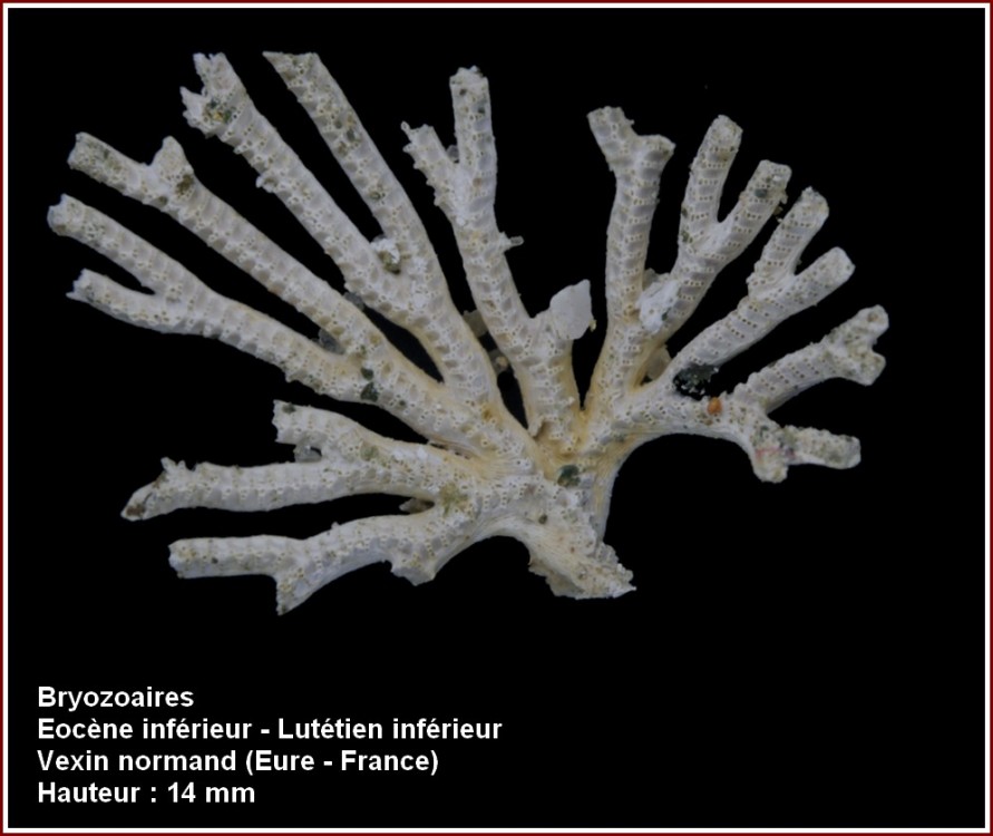 pl_bryozoaire_1.jpg