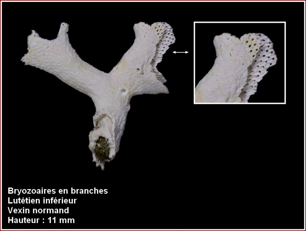 pl_bryozoaire_vexin1.jpg