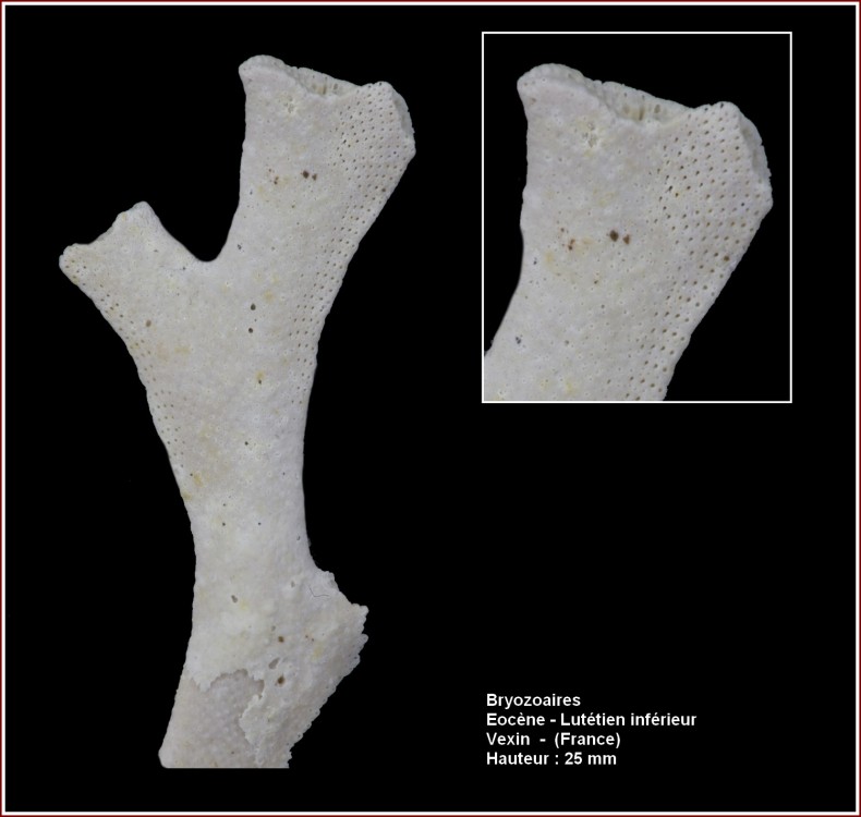 pl_bryozoaires_plat3_vexin.jpg