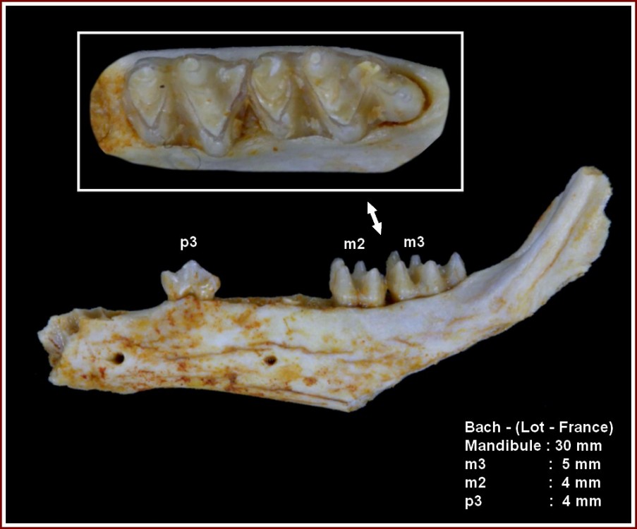 pl_mandibule_bach.jpg