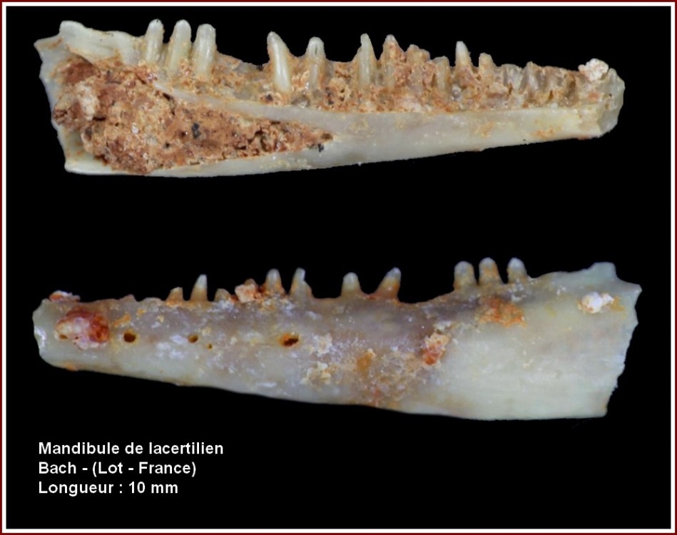 pl_mandibule_lacertilien.jpg