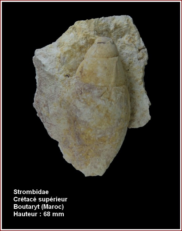 pl_strombidae_maroc.jpg.ff6e43027281b8dbe120ec22eafb725c.jpg