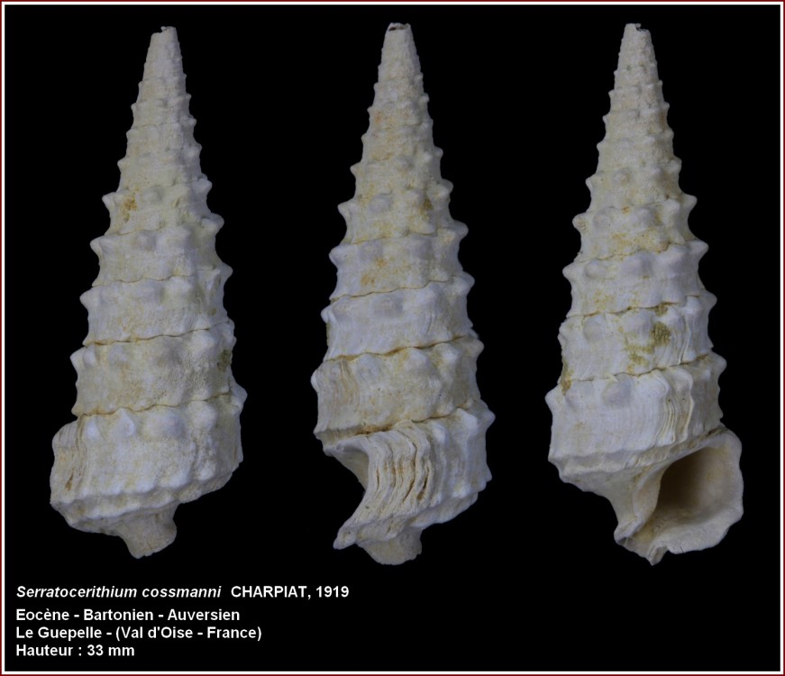 serratocerithium_cossmanni.jpg