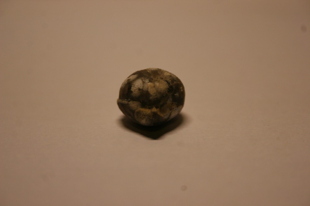 59d2a8ef35ad7_rhynchonnellelaclape010.thumb.JPG.b94009b3d17a0b81907aa0ec766ec0da.JPG