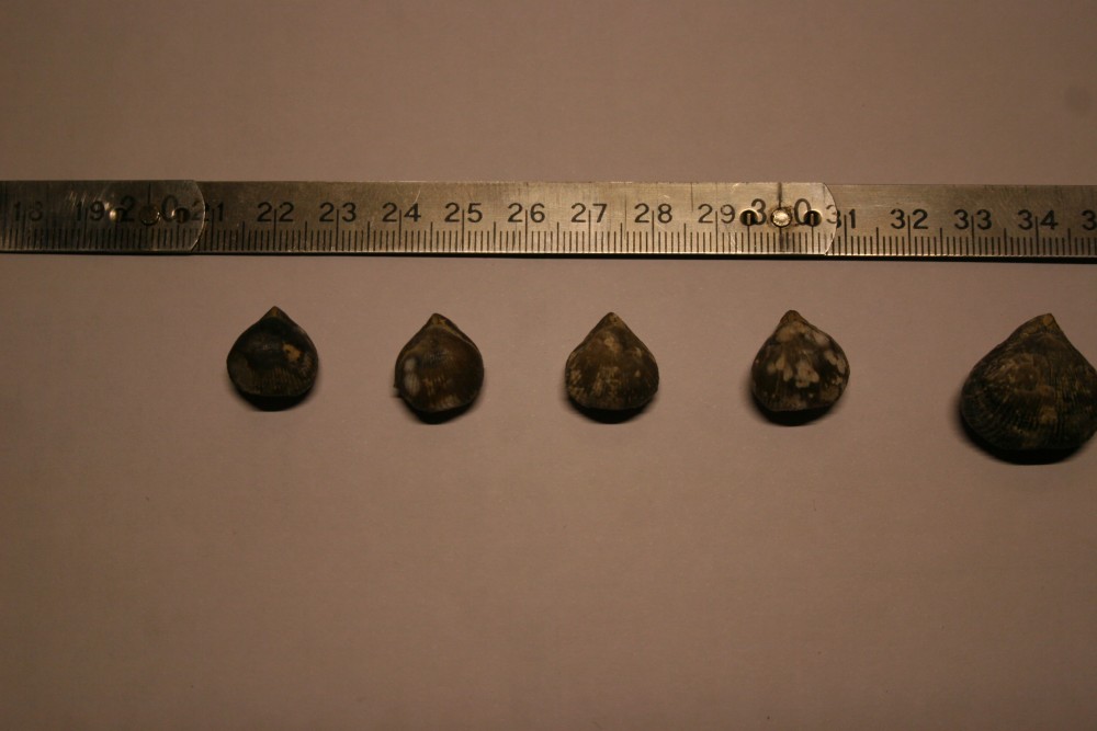 59d2ab29020c7_rhynchonnellelaclape034.thumb.JPG.e72bbece9dd1512c55f23f6660148dd7.JPG