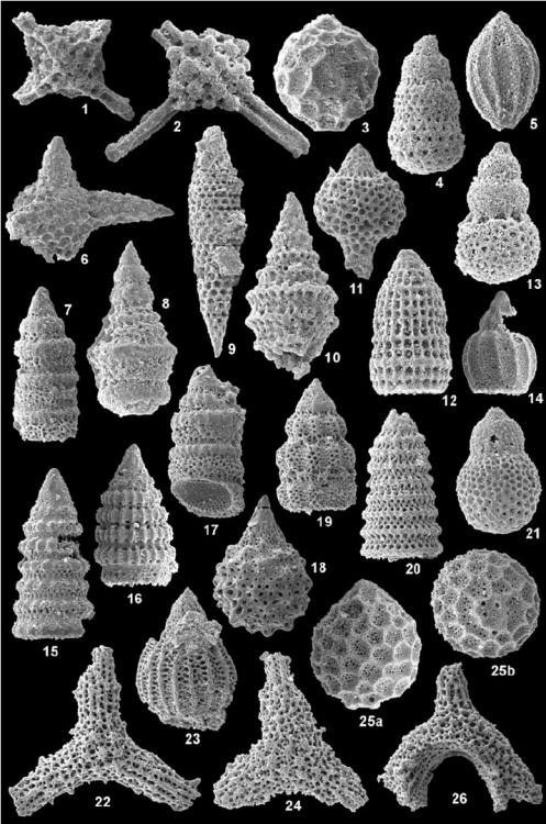 Fig-4-Late-Jurassic-and-earliest-Cretaceous-radiolarians-from-the-Imamzadeh-II-section.png