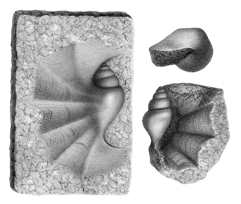 Pterocera_palliolata_in_Dollfus_1863_pl_5_fig_8_9_10.jpg.504be4d2f5e1888f7f70f51e28e7457a.jpg