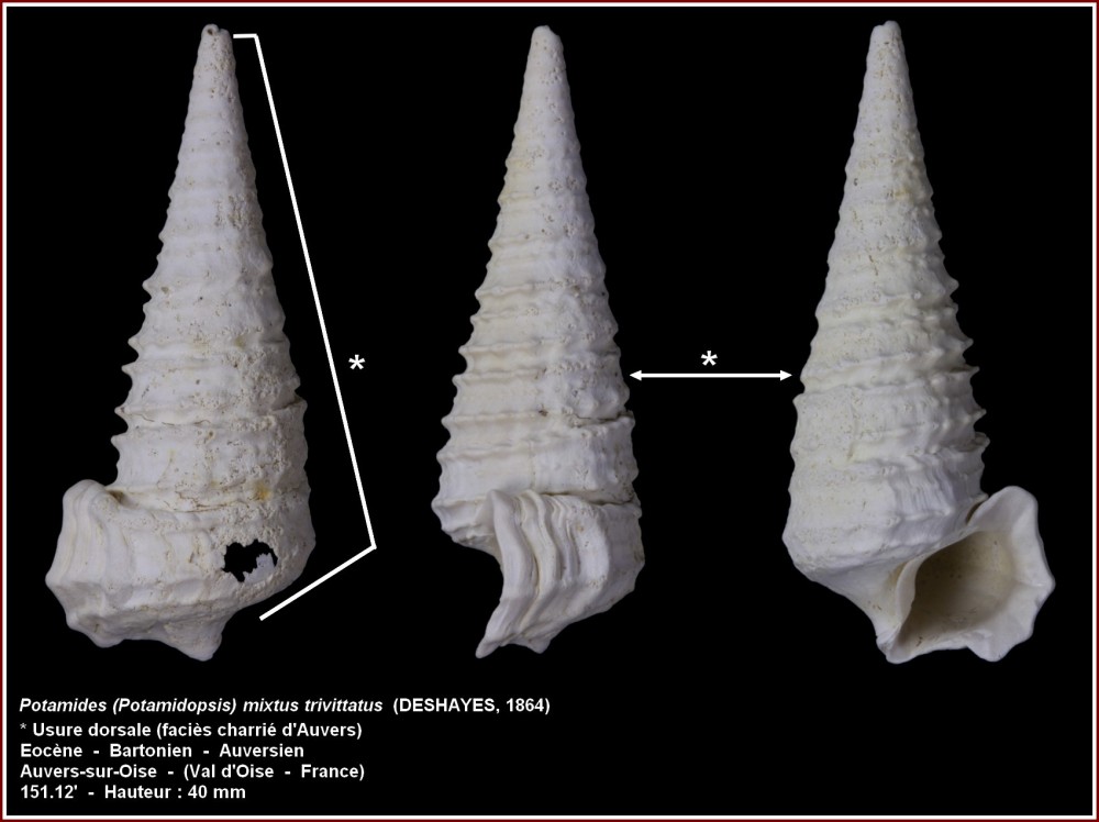 pl_potamides_mixtus_trivittatus.jpg